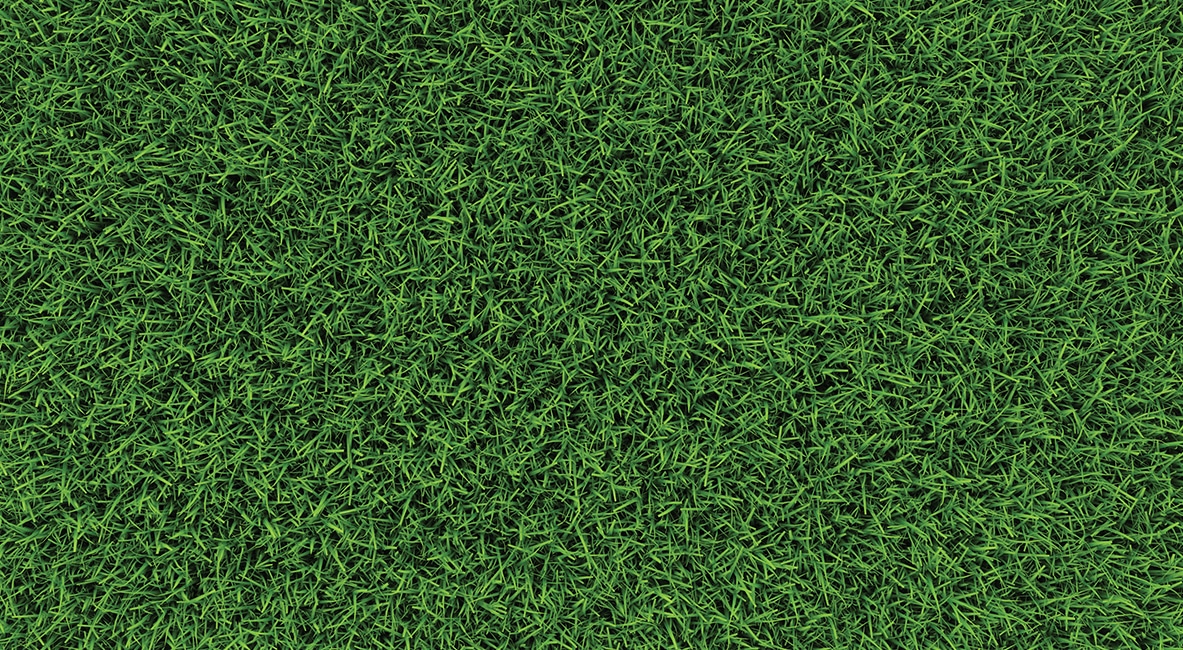 TURFGRASS